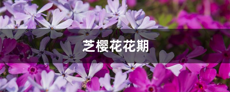 芝樱花花期