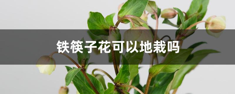 铁筷子花可以地栽吗 铁筷子花可以地栽吗