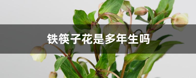 铁筷子花是多年生吗 铁筷子花是多年生吗