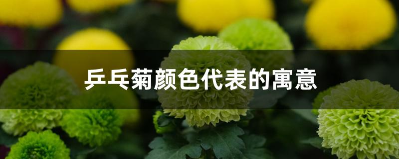 乒乓菊颜色代表的寓意 乒乓菊颜色代表的寓意