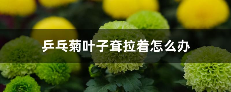 乒乓菊叶子耷拉着怎么办 乒乓菊叶子耷拉着怎么办