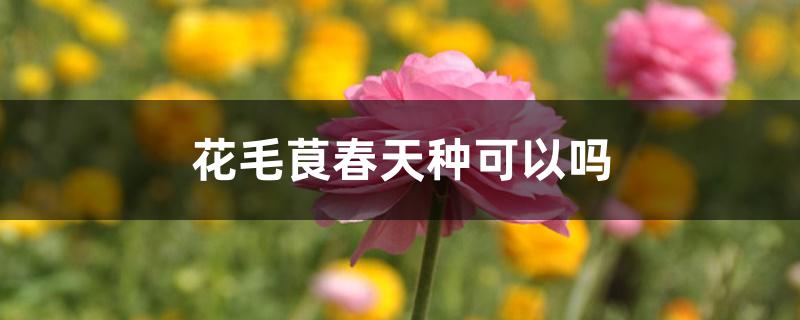 花毛茛春天种可以吗 花毛茛春天种可以吗