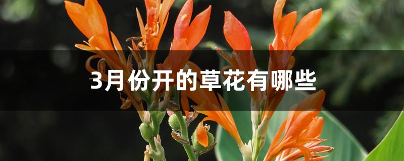 3月份开的草花有哪些 3月份开的草花有哪些