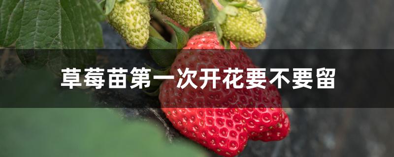 草莓苗第一次开花要不要留 草莓苗第一次开花要不要留