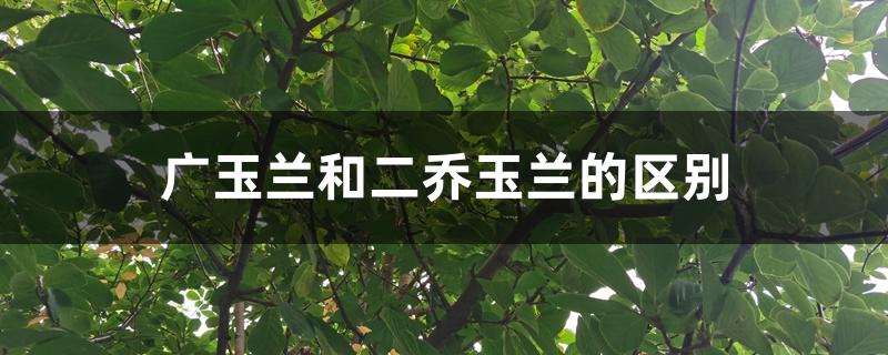广玉兰和二乔玉兰的区别 广玉兰和二乔玉兰的区别