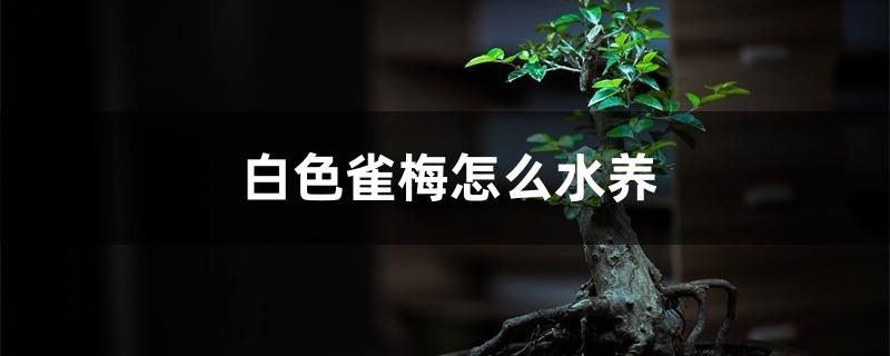 白色雀梅怎么水养 白色雀梅怎么水养