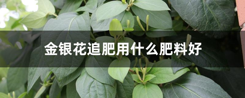 金银花追肥用什么肥料好 金银花追肥用什么肥料好