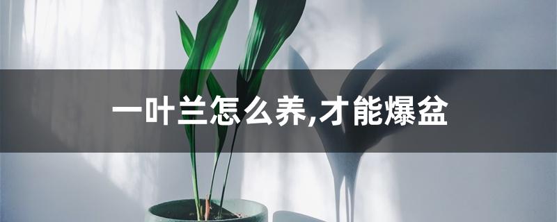 一叶兰怎么养,才能爆盆 一叶兰怎么养,才能爆盆