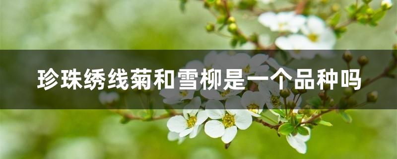 珍珠绣线菊和雪柳是一个品种吗 珍珠绣线菊和雪柳是一个品种吗