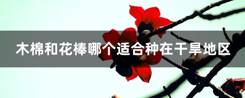 木棉和花棒哪个适合种在干旱地区 木棉和花棒哪个适合种在干旱地区