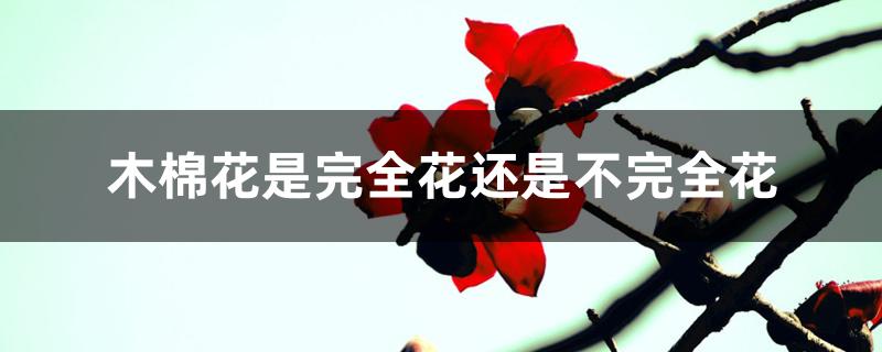 木棉花是完全花还是不完全花 木棉花是完全花还是不完全花