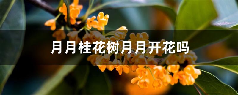 月月桂花树月月开花吗 月月桂花树月月开花吗