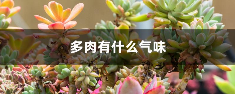 多肉有什么气味 多肉有什么气味