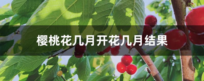 樱桃花几月开花几月结果 樱桃花几月开花几月结果