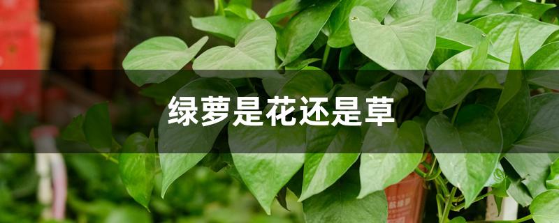 绿萝是花还是草 绿萝是花还是草