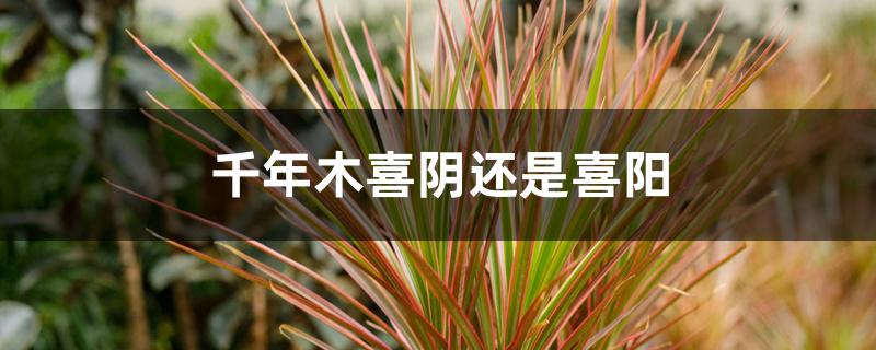 千年木喜阴还是喜阳 千年木喜阴还是喜阳