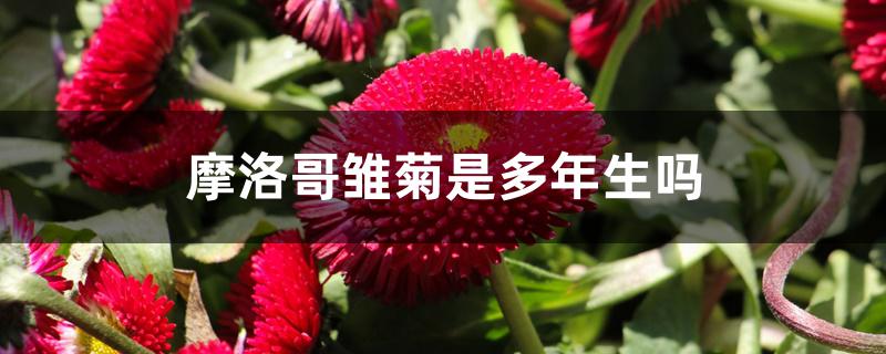摩洛哥雏菊是多年生吗 摩洛哥雏菊是多年生吗