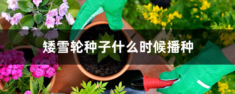 矮雪轮种子什么时候播种 矮雪轮种子什么时候播种