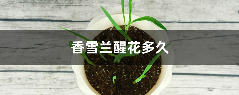 香雪兰醒花多久 香雪兰醒花多久