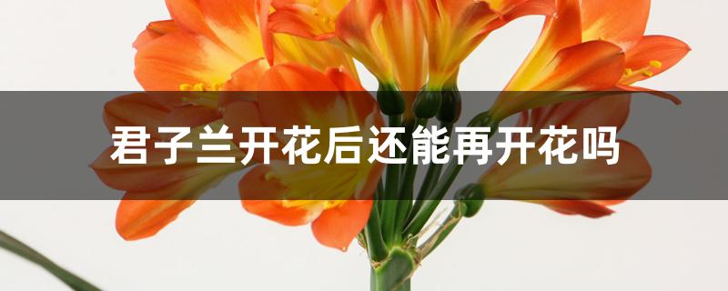 君子兰开花后还能再开花吗 君子兰开花后还能再开花吗