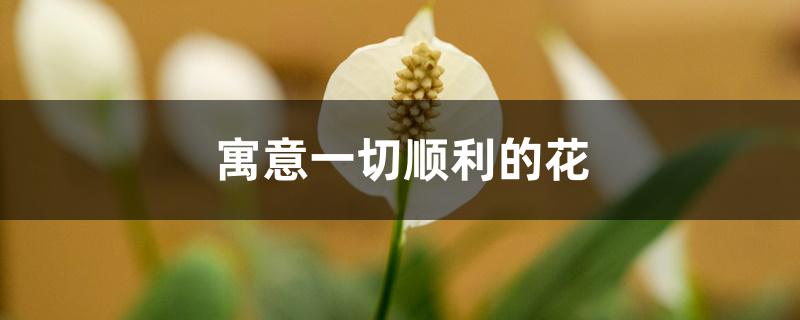 寓意一切顺利的花 寓意一切顺利的花