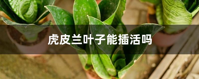 虎皮兰叶子能插活吗 虎皮兰叶子能插活吗