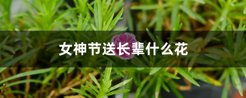 女神节送长辈什么花 女神节送长辈什么花