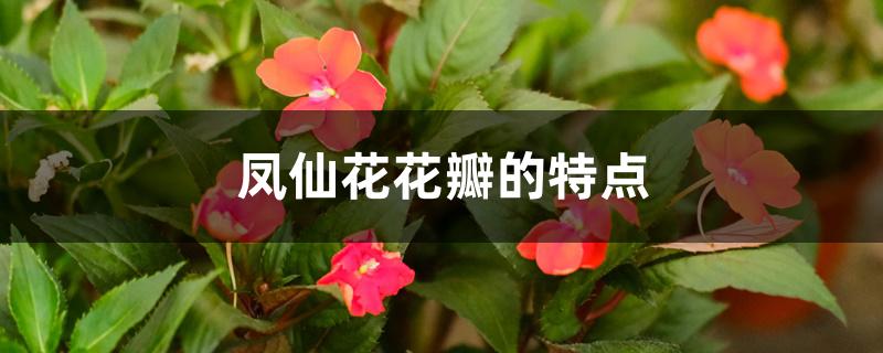 凤仙花花瓣的特点