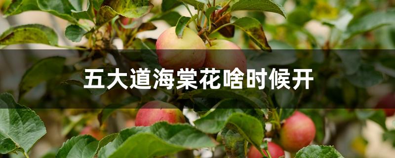 五大道海棠花啥时候开 五大道海棠花啥时候开