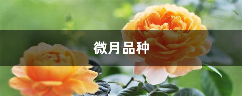 微月品种 微月品种