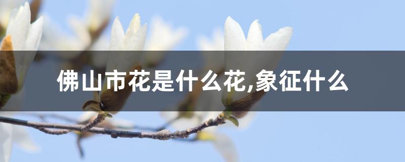佛山市花是什么花,象征什么 佛山市花是什么花,象征什么