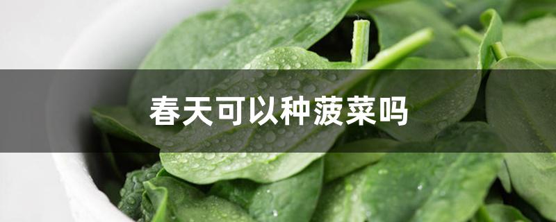 春天可以种菠菜吗 春天可以种菠菜吗