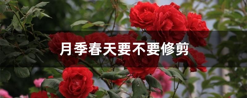 月季春天要不要修剪 月季春天要不要修剪