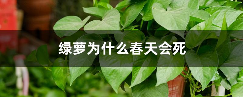 绿萝为什么春天会死 绿萝为什么春天会死
