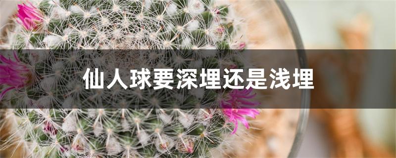 仙人球要深埋还是浅埋 仙人球要深埋还是浅埋