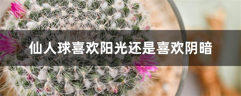 仙人球喜欢阳光还是喜欢阴暗