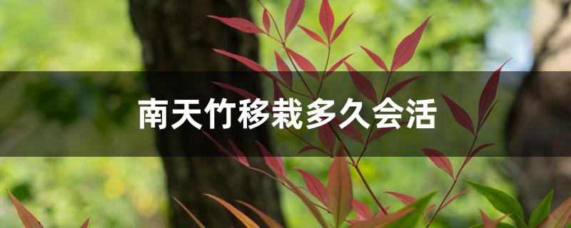 南天竹移栽多久会活 南天竹移栽多久会活