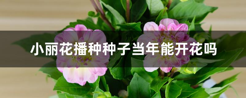 小丽花播种种子当年能开花吗 小丽花播种种子当年能开花吗