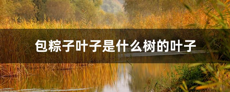 包粽子叶子是什么树的叶子 包粽子叶子是什么树的叶子