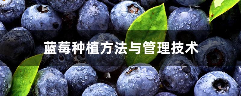 蓝莓种植方法与管理技术 蓝莓种植方法与管理技术
