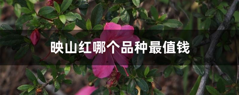 映山红哪个品种最值钱 映山红哪个品种最值钱