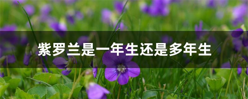 紫罗兰是一年生还是多年生 紫罗兰是一年生还是多年生