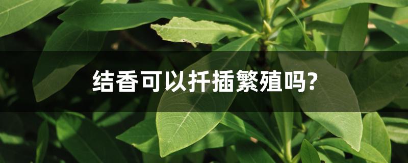 结香可以扦插繁殖吗? 结香可以扦插繁殖吗?