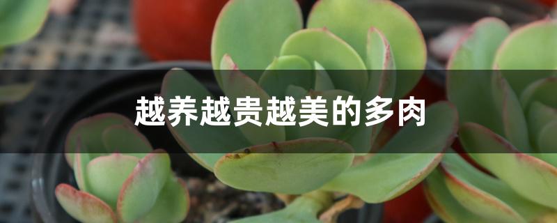 越养越贵越美的多肉 越养越贵越美的多肉
