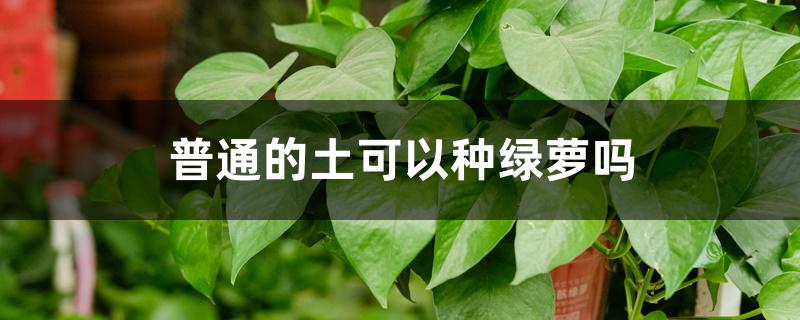 普通的土可以种绿萝吗 普通的土可以种绿萝吗