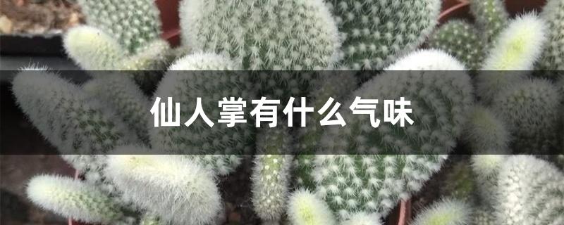 仙人掌有什么气味 仙人掌有什么气味