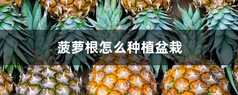 菠萝根怎么种植盆栽 菠萝根怎么种植盆栽