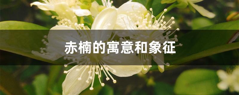 赤楠的寓意和象征 赤楠的寓意和象征
