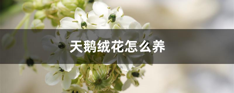 天鹅绒花怎么养 天鹅绒花怎么养