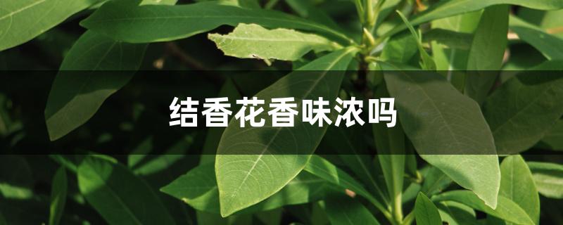 结香花香味浓吗